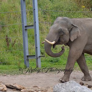 Blackpool Zoo Elephant Bull Emmett
