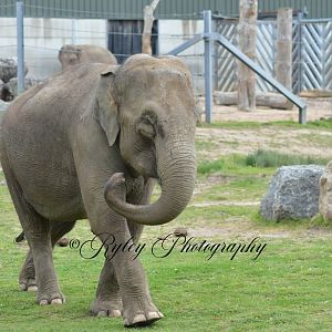 Blackpool Zoo Elephant Noorjahan
