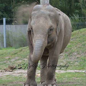 Blackpool Zoo Elephant Tara
