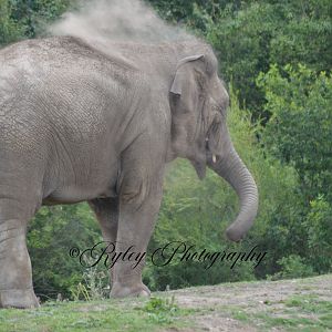 Blackpool Zoo Elephant Esha