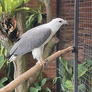 white-bellied sea eagle (icthyophaga leucogaster) - aviary park