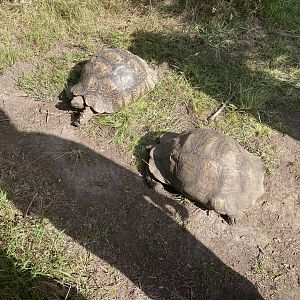 Tortoises