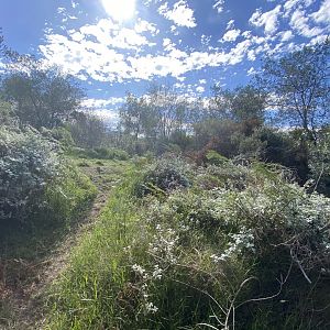 View 2 of serval enclosure