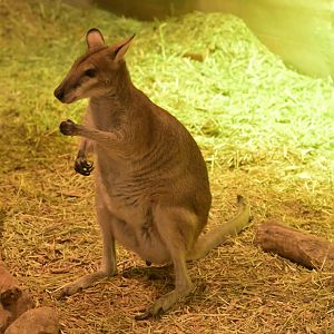 Hill City AquaZoo - Agile Wallaby (Notamacropus agilis)