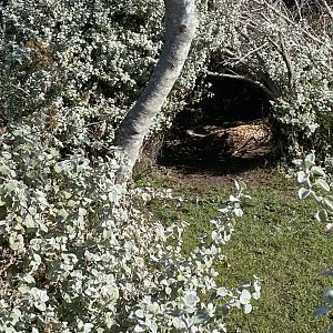 Elderly male cheetah