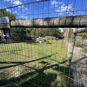 African wild cat enclosure