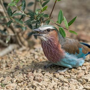 Lilac Breasted Roller, Chester, UK