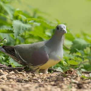 Bruce's Green Pigeon, Chester, UK