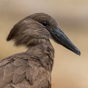 Hamerkop, Chester, UK