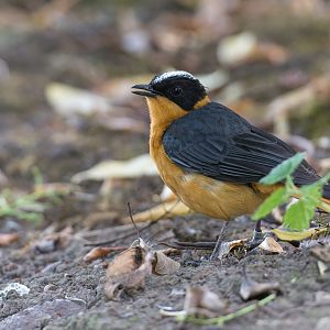 Snowy Crowned Robin Chat, Chester, UK