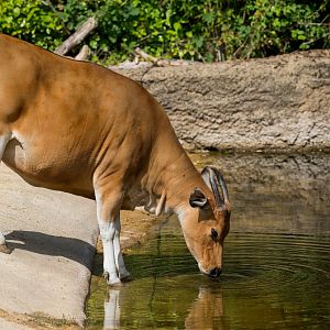 Banteng, Chester, UK