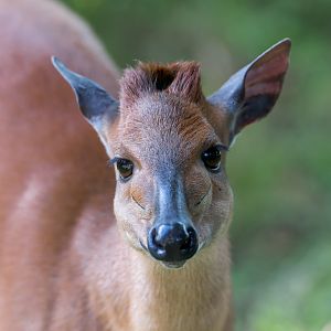 Red Forest Duiker, Chester, UK