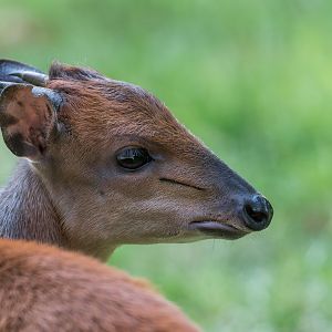 Red Forest Duiker, Chester, UK
