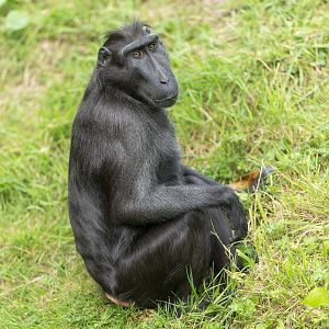 Sulawesi Macaque, Chester, UK