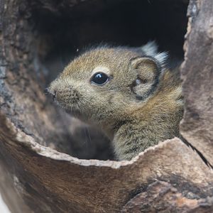 Swinhoe's Striped Squirrel juvenile, Chester, UK