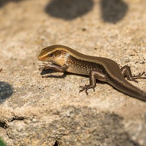 Sun Skink, Chester, UK
