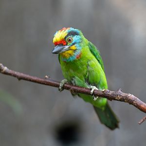 Black Browed Barbet, Chester, UK
