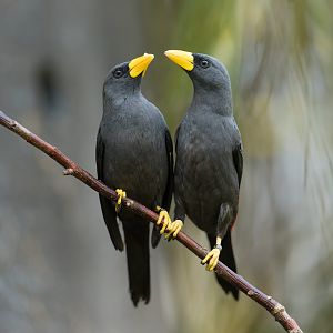 Grosbeak Starlings, Chester, UK