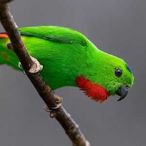 Blue Crowned Hanging Parrot, Chester, UK