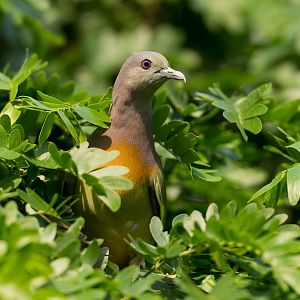 Pink Necked Green Pigeon, Chester, UK