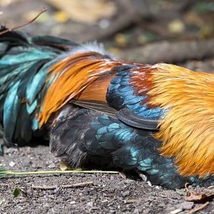 Red Jungle Fowl, Chester, UK