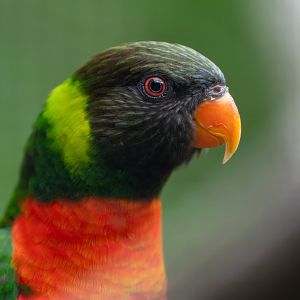 Mitchell's Lorikeet, Chester, UK