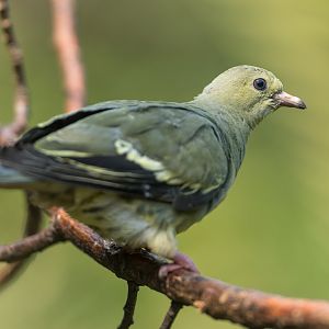 Pink necked green pigeon (f), Chester, UK