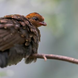 Roul-Roul / Crested Partridge juvenile, Chester, UK