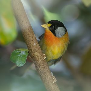 Silver Eared Mesia, Chester, UK