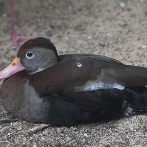 Southern black-bellied whistling duck (Dendrocygna autumnalis autumnalis) - Drive Thru Park