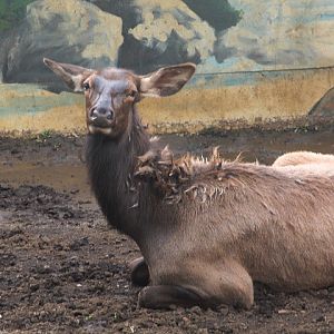 Wapiti (Cervus canadensis) - Drive Thru Park