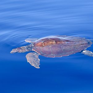 Loggerhead Sea Turtle (Caretta caretta) juvenile