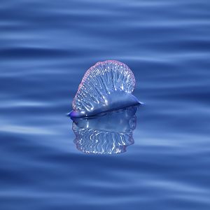 Portuguese Man o' War (Physalia physalis)