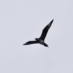 Parasitic Jaeger (Stercorarius parasiticus) subadult