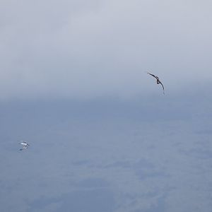 Parasitic Jaeger (Stercorarius parasiticus) subadult chasing an Arctic Tern (Sterna hirundo) for fish