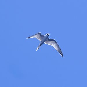 Roseate Tern (Sterna dougallii dougallii)