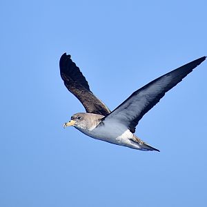 Cory's Shearwater (Calonectris borealis)