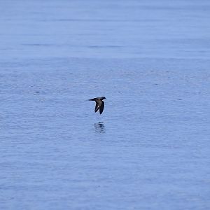 Bulwer's Petrel (Bulweria bulwerii)