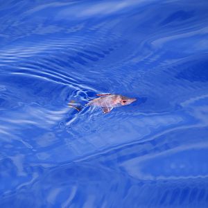 Boarfish (Capros aper) swept up to the surface by a current