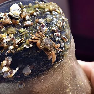 Gulfweed Crab (Planes minutus) on marine debris