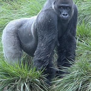 Western Lowland Gorilla - Riverbanks Zoo