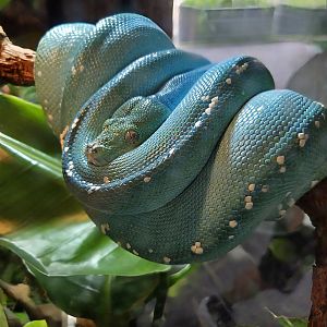 Green Tree Python - Riverbanks Zoo