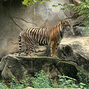 Sumatran Tiger - Riverbanks Zoo