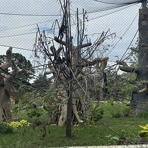 10 Spider Monkeys VS 1 Tree: The Aftermath