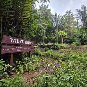 Tram route- White Tiger exhibit