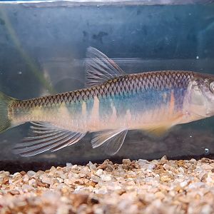 Tiaoxi River Chub (Zacco tiaoxiensis)