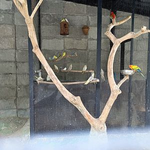 BXBirds - Assorted Budgerigars and Cockatiels