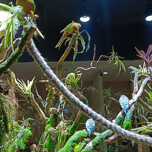 Pondok Indah Mall - Greenhouse Aviary