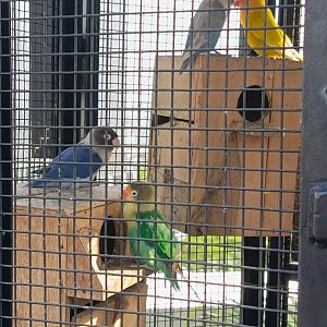 Pondok Indah Mall - Assorted Lovebirds