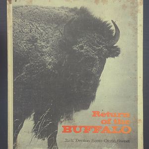 Return of the Buffalo